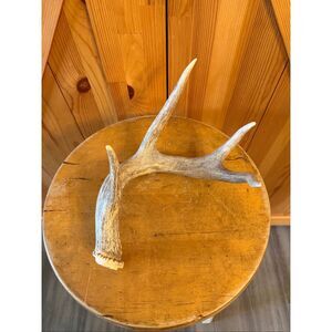 wild whitetail deer shed antler 4 point (6729)